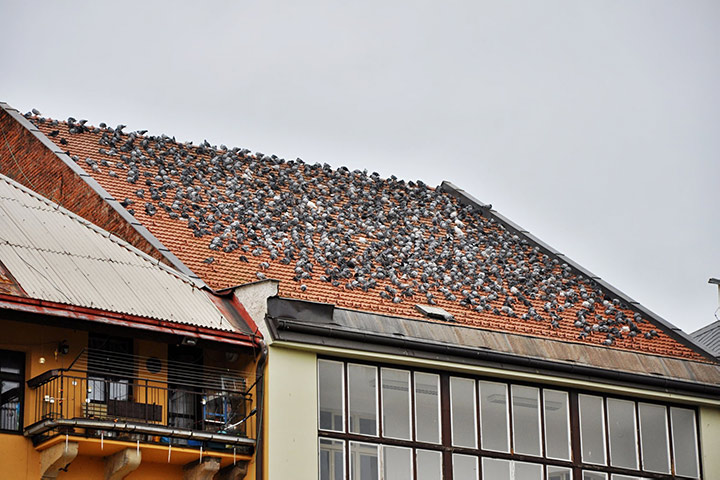 A2B Pest Control are able to install spikes to deter birds from roofs in Rayleigh. 