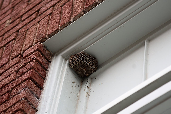 We provide a wasp nest removal service for domestic and commercial properties in Rayleigh.